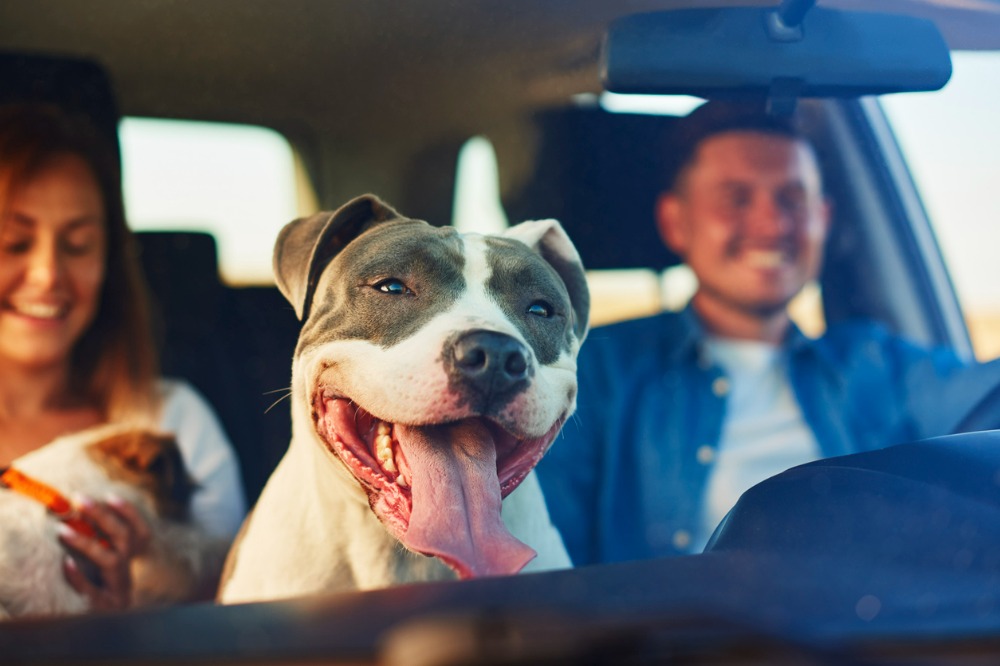 Don’t let your dog lead you astray, Selective Insurance tells drivers Goodness99